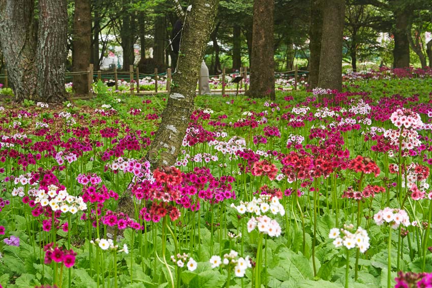 Кавагучико