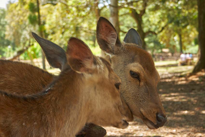 что посмотреть в Нара?