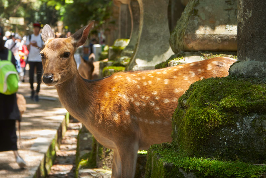 что посмотреть в Нара?