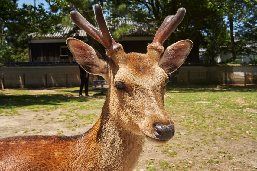 что посмотреть в Нара?