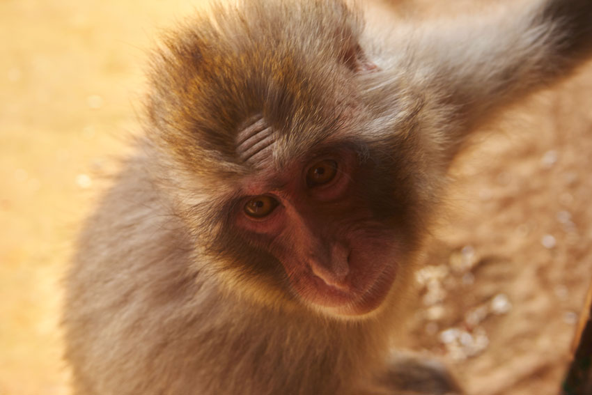 киото город в японии