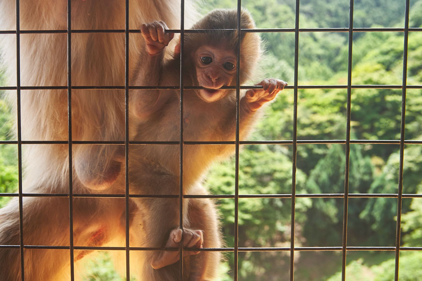 киото япония