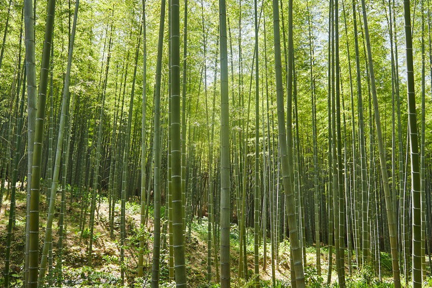 киото достопримечательности