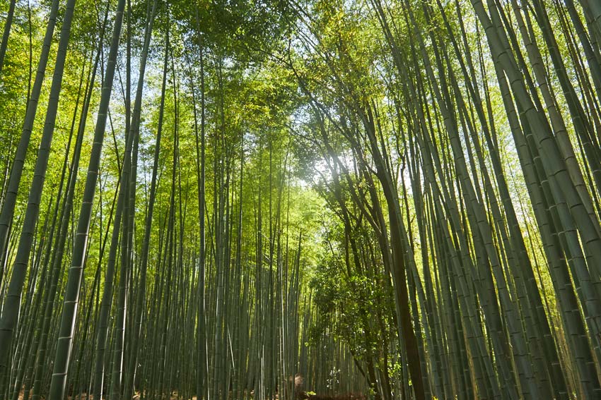 киото город в японии